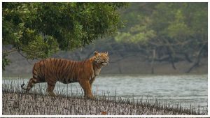 ১ সেপ্টেম্বর থেকে পর্যটকদের জন্য উন্মুক্ত সুন্দরবন