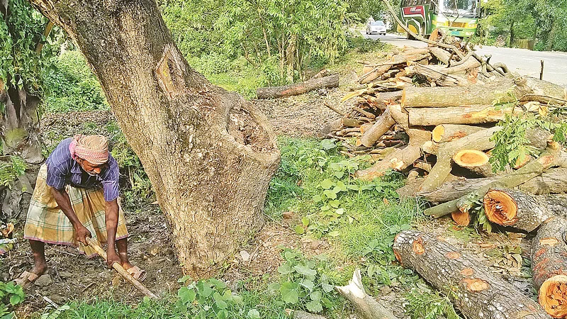 বাড়ির গাছ কাটতেও নিতে হবে অনুমতি