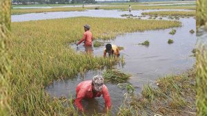 সিলেটে বন্যায় তলিয়ে গেছে ৫ শতাধিক হেক্টর জমি