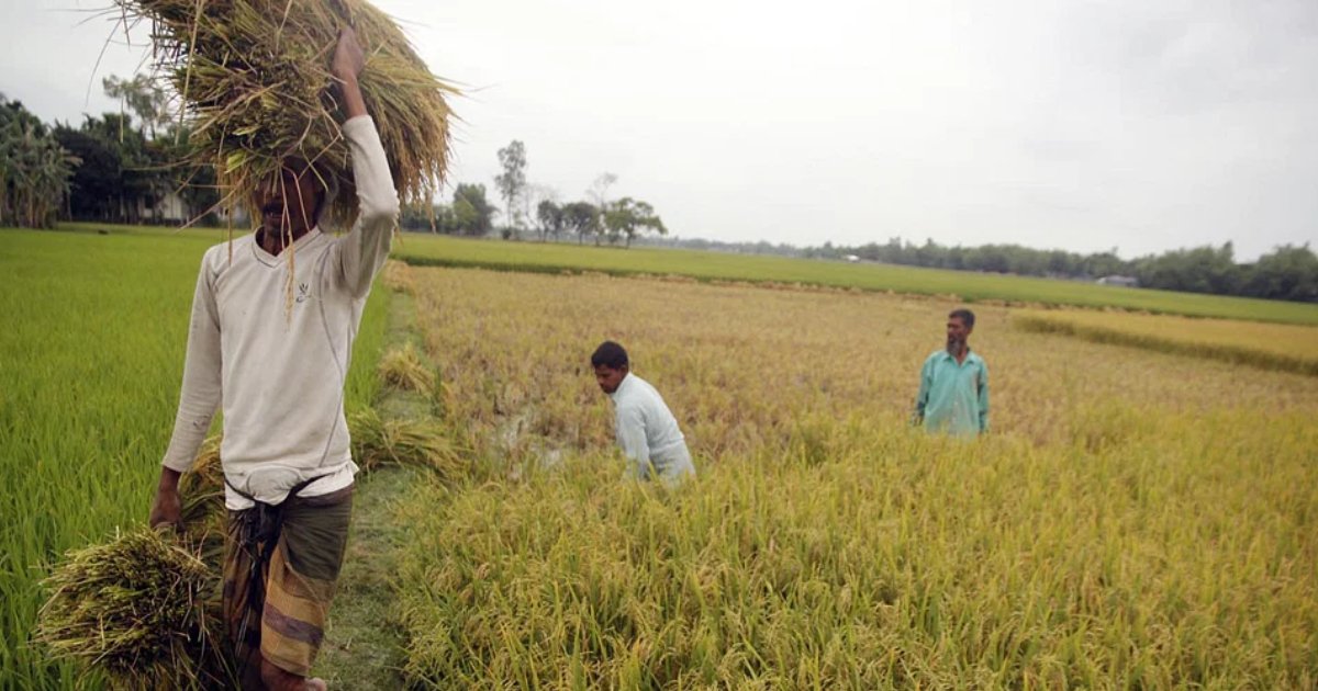 কৃষিপণ্যে রফতানি আয় কমেছে ৩০ শতাংশ