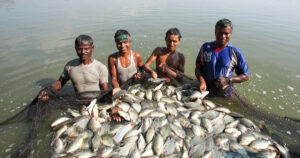 অর্ধশতাধিক দেশে মাছ রপ্তানি করে বাংলাদেশ