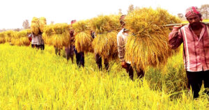 লবণাক্ত জমিতে ধান উৎপাদনের রেকর্ড