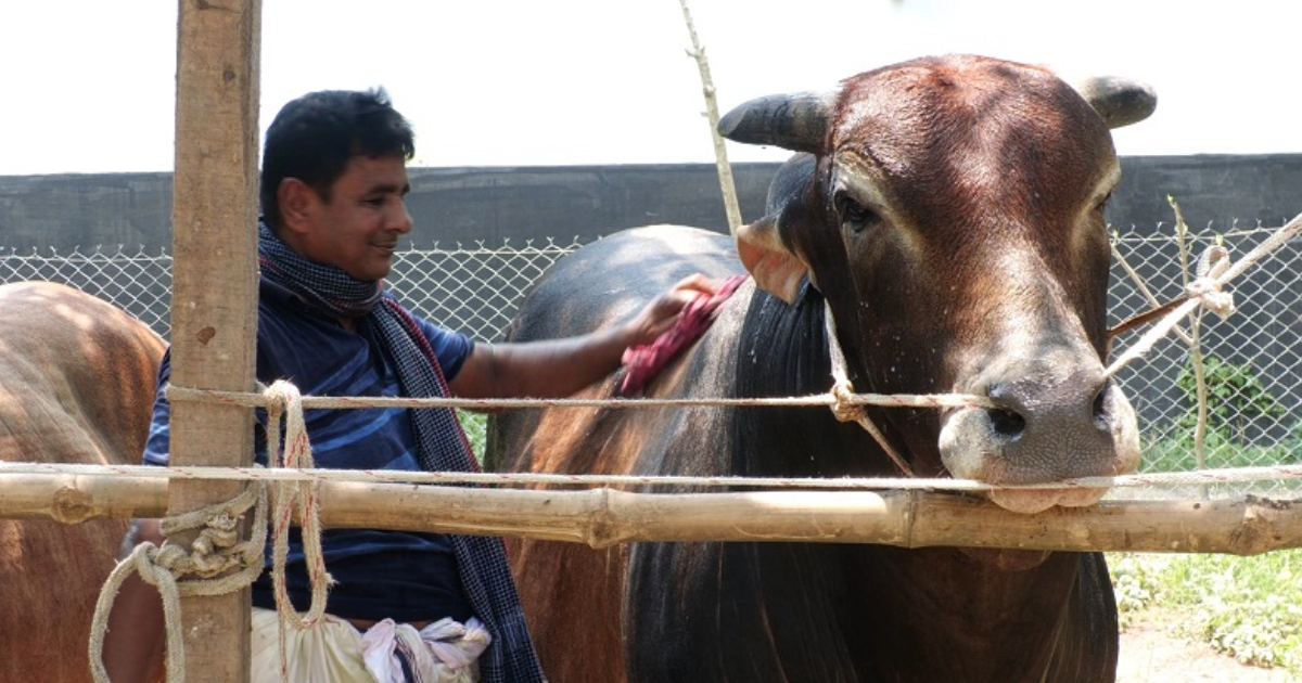 কোরবানির জন্য প্রস্তুত প্রায় ১ কোটি ২৫ লাখ পশু