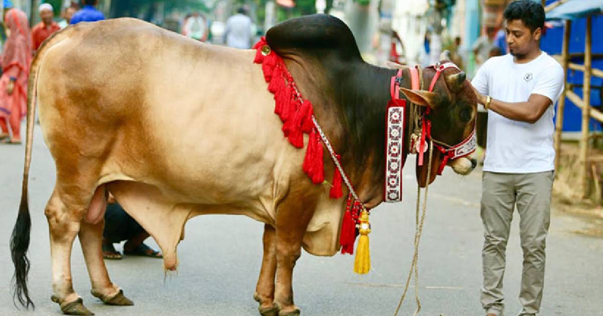 ঈদের দ্বিতীয় দিনেও চলছে পশু কুরবানি