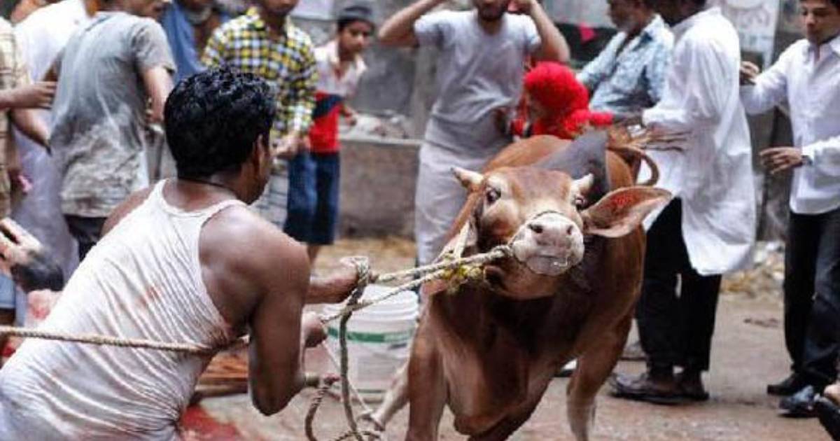 কোরবানিতে শীর্ষে ঢাকা, সর্বনিম্ন ময়মনসিংহে