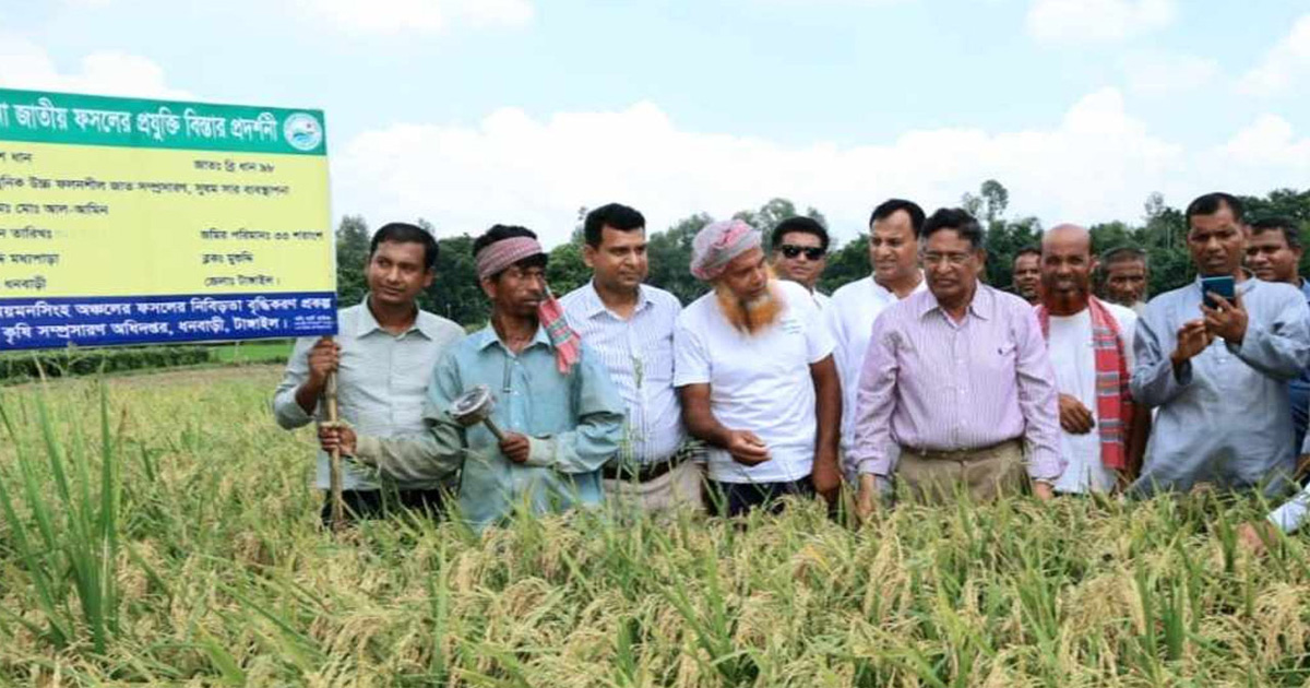 খাদ্য নিরাপত্তায় বিরাট ভূমিকা রাখবে ব্রি৯৮