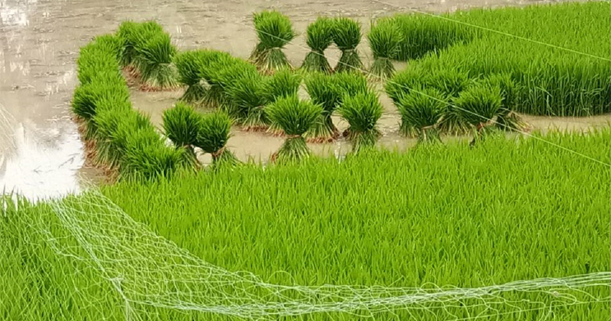 কৃষি জমি ৬০ বিঘার বেশি হলে নিয়ে যাবে সরকার