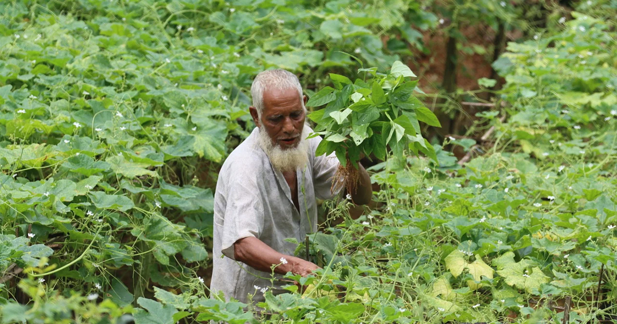 কৃষি ঋণে খেলাপি কম, বিতরণ বেশি