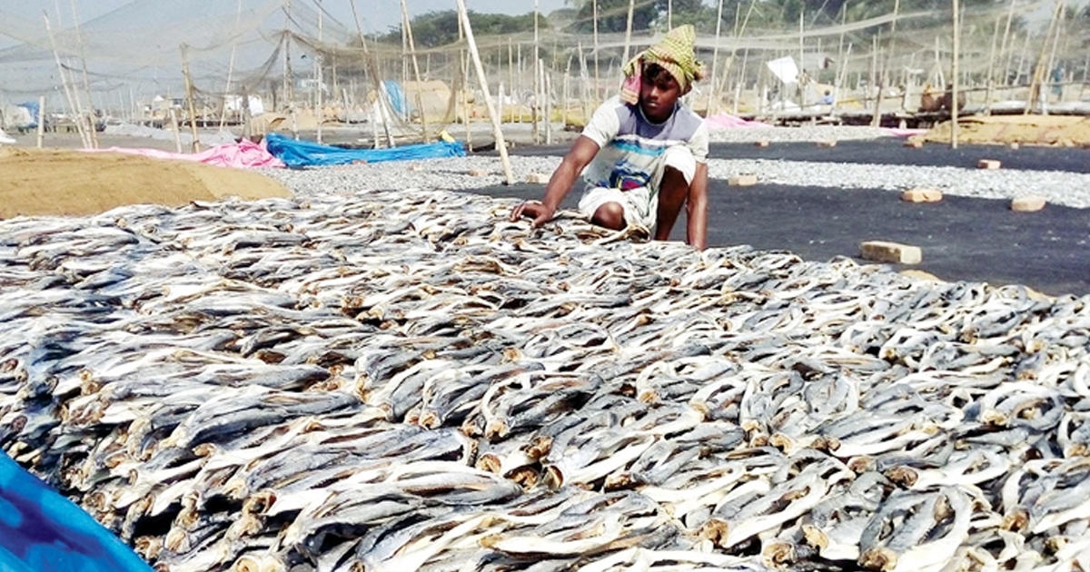 দেশে মাছের উৎপাদন বেড়েছে ৮২ শতাংশ