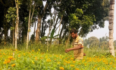 শেয়ার