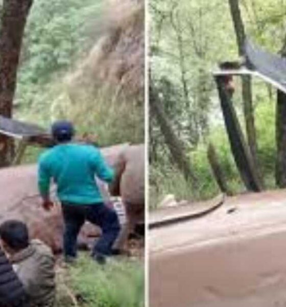 রাশেদ