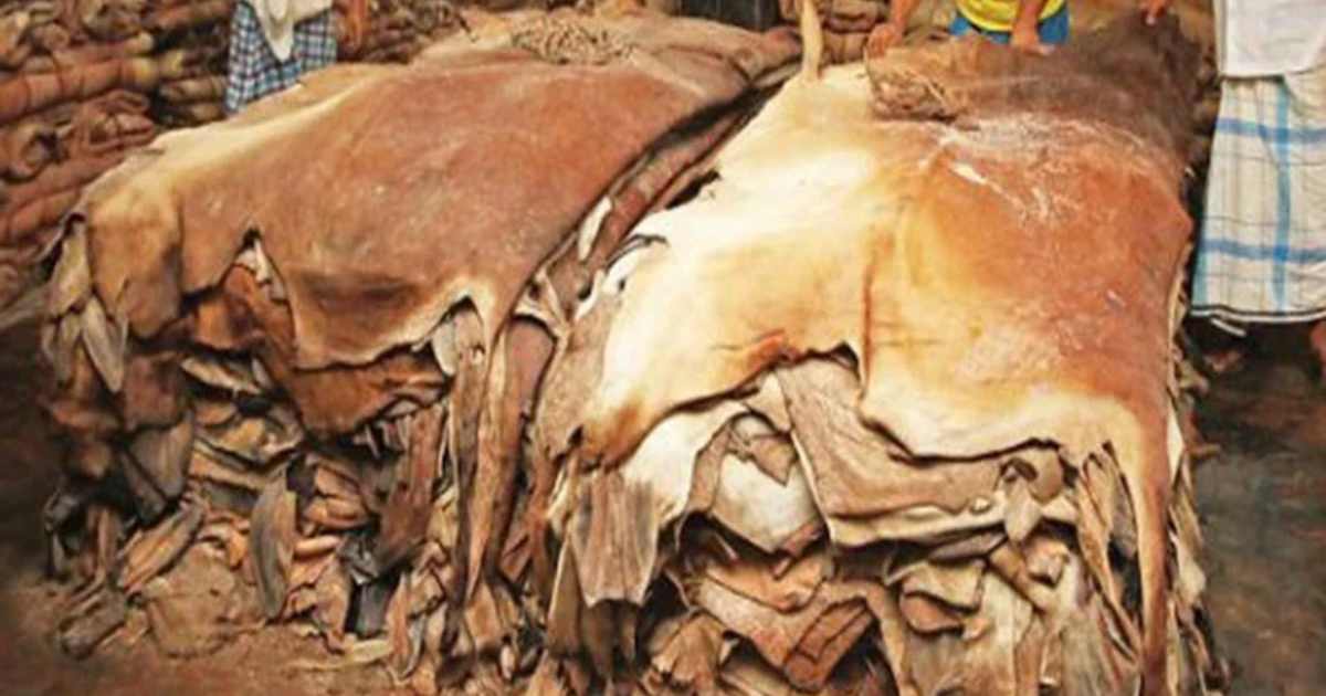 কোরবানির পশুর চামড়ার নতুন মূল্য নির্ধারণ ইনফরমেশন