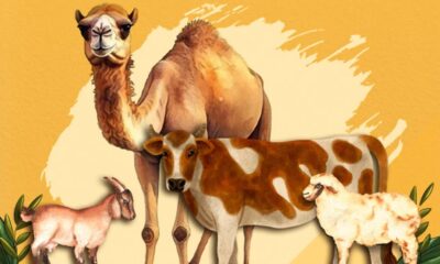 শেয়ারহোল্ডার