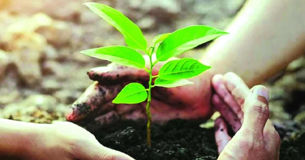 জুলাই শহীদদের স্মরণে সারাদেশে বৃক্ষরোপণ কর্মসূচি আজ বাজার মূলধন