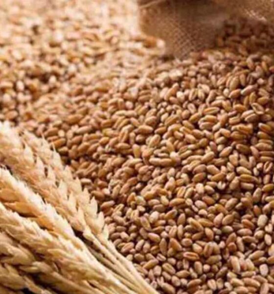 জেনেক্স ইনফোসিস