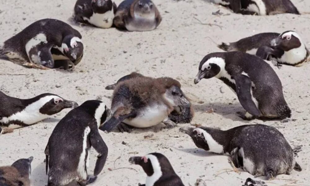 সাপ্তাহিক