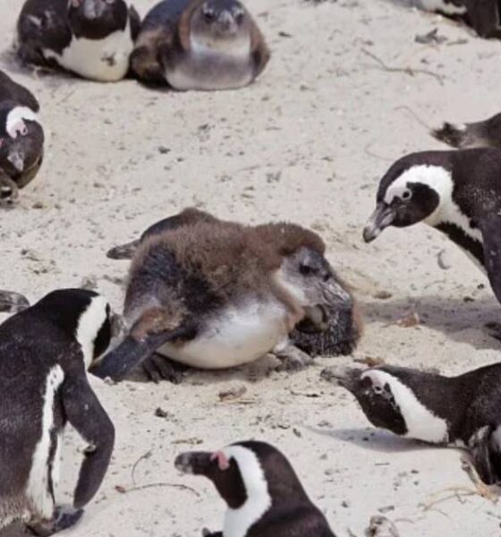 সাপ্তাহিক