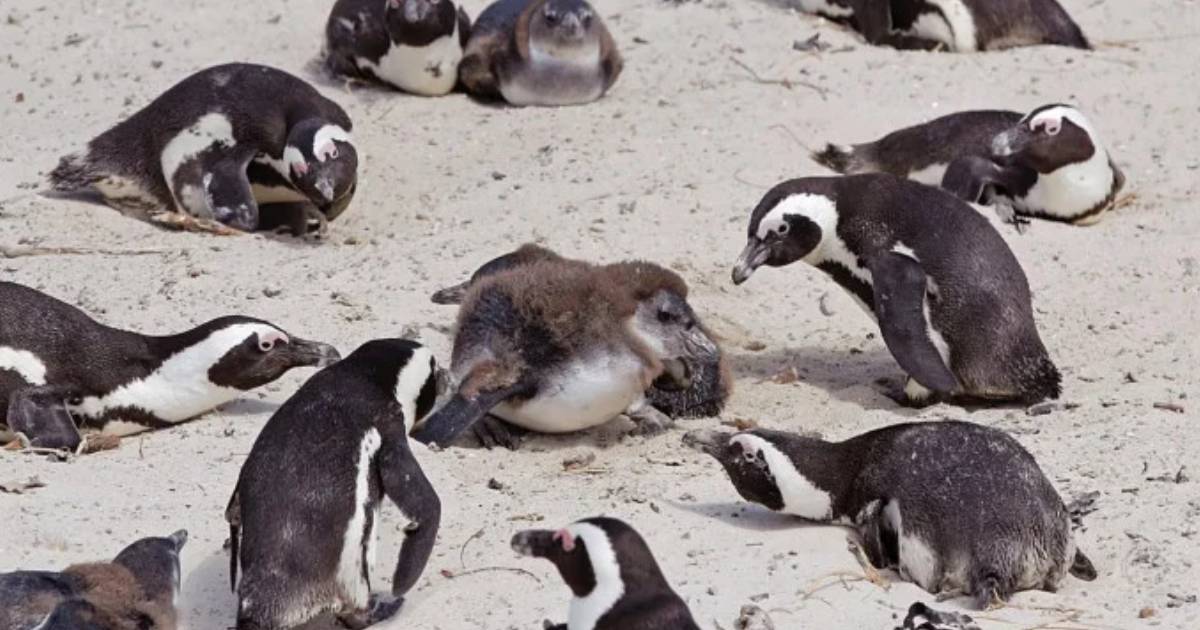 সাপ্তাহিক