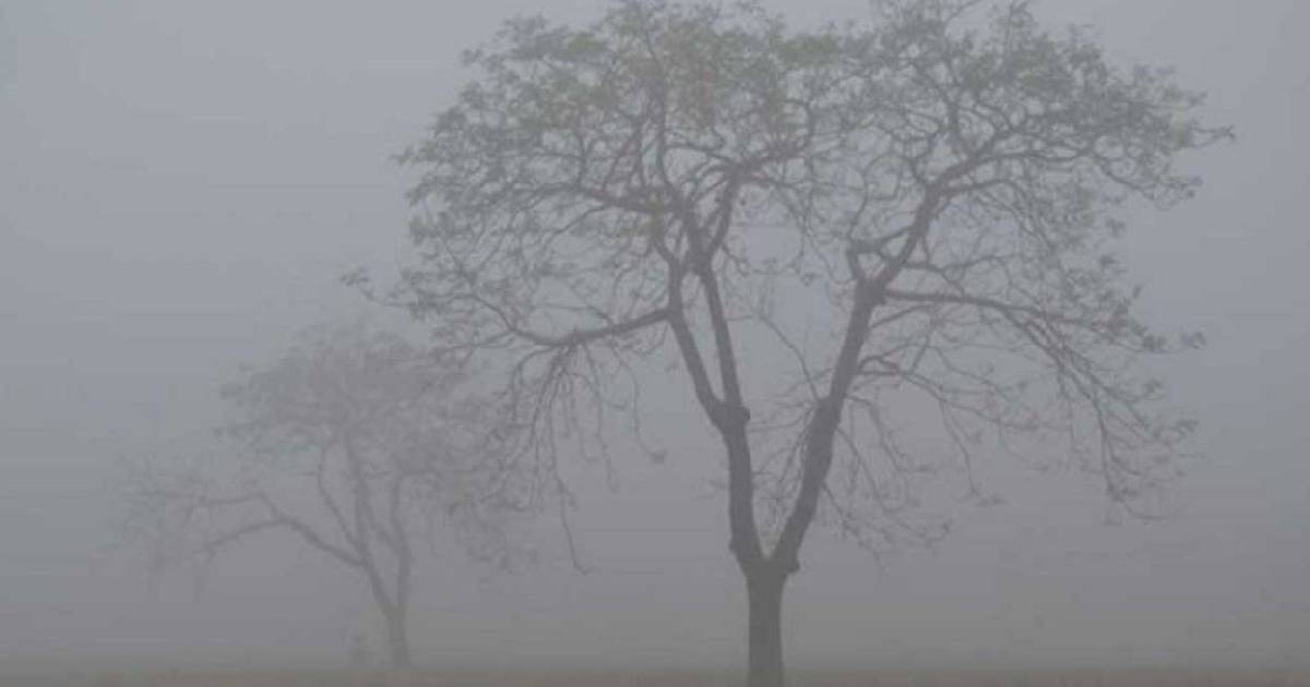 সিএমজেএফ