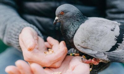 পুঁজিবাজার