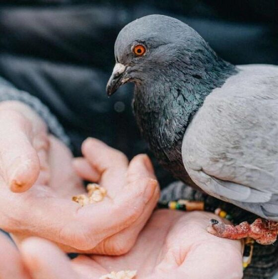 পুঁজিবাজার