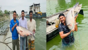 পদ্মায় ধরা দুই কাতলের দাম ৮৮ হাজার টাকা