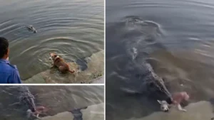 খান জাহানের মাজারে কুমিরের শিকার যখন ‘কুকুর’, প্রকৃত ঘটনা কী?