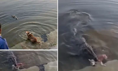 পিই রেশিও